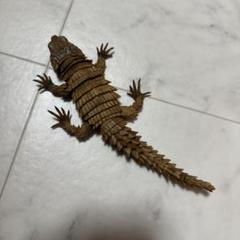 いきもの大図鑑　アルマジロトカゲ　イエロー ガチャ　ガシャポン　バンダイ　爬虫類