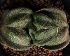 メルカリ便発送&ロウルサンコさんラベル付き☆多肉植物 ガステリア 臥牛 王頭 メルカリ便発送&ロウルサンコさんラベル付き☆多肉植物