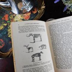 ゜+1924年 珍しい地質学の古書 化石 アンティークブック