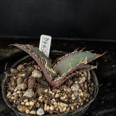ロウルサンコさんオリジナルラベル付き☆多肉植物 ガガイモ 蛮鬼