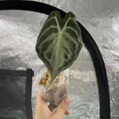 アロカシア ヴェノム Alocasia 'Venom' 管理番号s2 アロカシア ヴェノム Alocasia 'Venom' 管理番号m3 - メルカリ