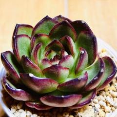 Y*o様 U596　レッドモラン　抜き苗　30株　多肉植物 エケベリア 韓国苗 5909_1.jpg