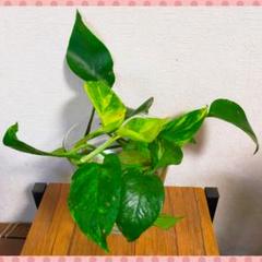 ⭐ポトス ゴールデン 大きめ＆長め カット苗⭐気根しっかり元気苗♪のサムネイル