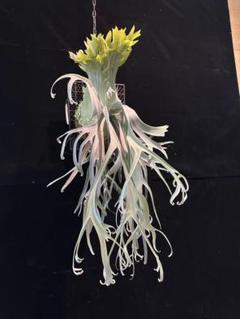 P.Willinckii cv Mutant ウイリンキー選抜　子株付き P.Willinckii cv Mutant ウイリンキー選抜個体 - メルカリ