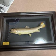 魚の剥製 海の魚 58cm イシガキタイ 時計付き