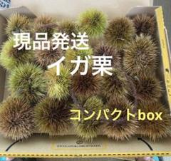 秋飾り！秋先取り！栗のイガ　イガ栗　イガクリ　毬栗　小さめ　コンパクトbox