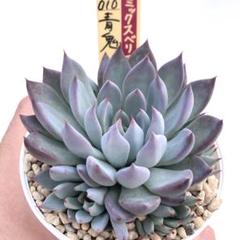 超大株　青鬼　札付き　おらいさん苗　メルカリ便 多肉植物 青鬼 おらいさん苗 札付き - メルカリ
