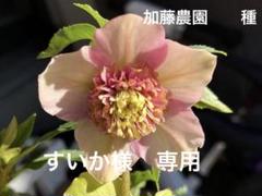 2025年最新】加藤農園モーリーの人気アイテム - メルカリ