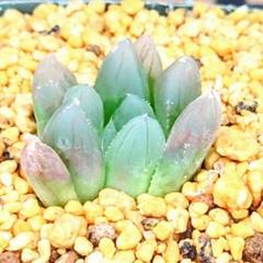 多肉植物・サボテン販売～PICO庵～ / ハオルチア属 ショッキング