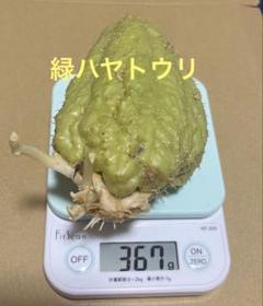 種用　ハヤトウリ 楽天市場】ハヤトウリ 種 青・白 球根・苗 つる性植物 10〜11月