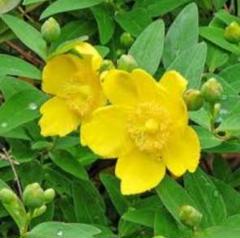 キンシバイ 挿し木 発根済 新芽済 3本セット