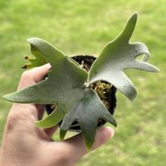 P. willinckii 'Jenny' TC 1619 - メルカリ