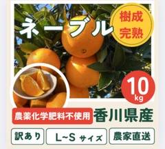 広島県産】ネーブルオレンジ (10㎏) 国産：広島県産のみかん