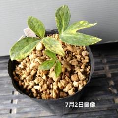 s*o様 山野草　斑入りヤマシャクヤク　黄掃け s*7様 山野草 斑入りヤマシャクヤク 黄掃け - メルカリ