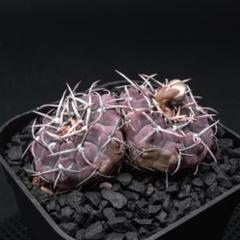 2025年最新】ギムノカリキウム バッテリーの人気アイテム - メルカリ
