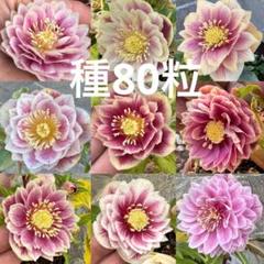 2025年最新】ソレイユ クリスマスローズの人気アイテム - メルカリ