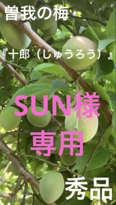 曽我の梅『十郎』生梅　秀品　８キロ 曽我の梅『十郎』生梅 秀品 8キロ - メルカリ