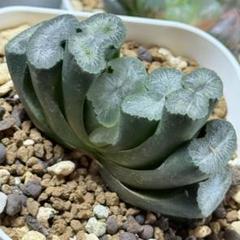 はたけ様　まとめ買い依頼分 ◇商品内容変更となりました◇ご注文前に説明欄を必ずご確認