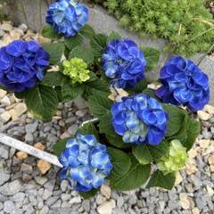 【きらりさん専用】アジサイ「タイニーガール」赤仕立てと青仕立てまとめて 数量限定】紫陽花 あじさい タイニーガール 青 4.5号鉢 鉢植え