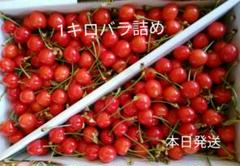 さくらんぼ 山形県産 紅さやか