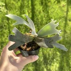 P. willinckii 'Jenny' TC 2130 - メルカリ