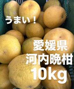 愛媛県産　低農薬　宇和ゴールド　河内晩柑　柑橘　15kg みかん 愛媛産 大特価 宇和ゴールド 10kg 河内晩柑 送料無料