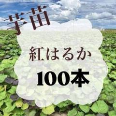 2025年最新】紅はるか苗の人気アイテム - メルカリ