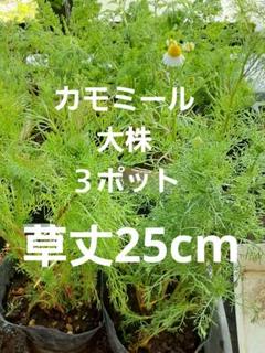 2025年最新】カモミール・ローマンの人気アイテム - メルカリ