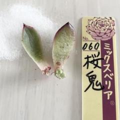 桜鬼　札付き　抜き苗　ミックスベリア 060桜鬼 札付き ミックスベリア おらいさん苗