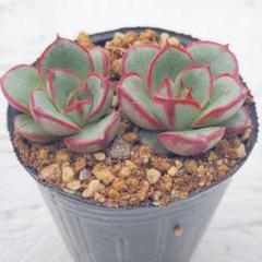 937多肉　068 ヴィンテージレター　札付　ミックスベリア　ポットでメルカリ便 937多肉068 ヴィンテージレター札付ミックスベリアポットで