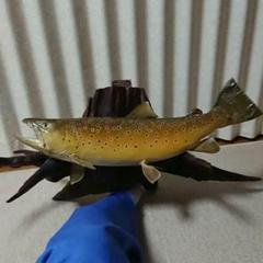 美品　剥製ブラウントラウト　魚の壁掛け　フライフィッシング　高級　インテリアに 魚 剥製 ブラウントラウト