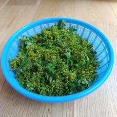 花山椒100g クール便　朝どり無農薬葉なし下処理済み　奈良県奥吉野産　即日発送 花山椒100g クール便朝どり無農薬葉なし下処理済み奈良県奥吉野産