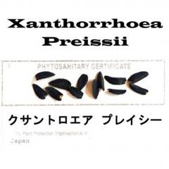 種子] ザントロエア プレイシー Xanthorrhoea preissiiの商品