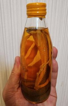コブラ酒/高麗人参酒　コブラ標本　滋養強壮　蛇酒 コブラ酒/高麗人参酒 コブラ標本 滋養強壮 蛇酒