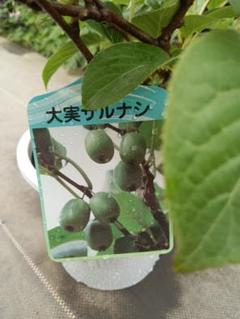 cheer出品❗ジャンボサルナシ4株お届けいたします。 実付き‼️ジャンボさるなし サルナシ 苗木 ④