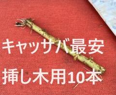 植え付け適期。8本、キャッサバ芋＝芽出し苗☆キャッサバ☆食味