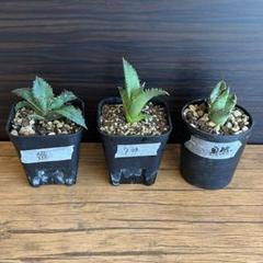 【鉢ごと発送】人気のチタノタ12種セット【ネームタグ付】 鉢ごと発送】人気のチタノタ12種セット【ネームタグ付】 - メルカリ