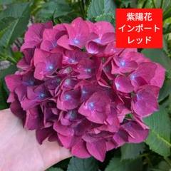 輸入アジサイ 苗 ロイヤル グランドール クラッシック 輸入アジサイ ロイヤルグランドール クラシック | Shop at