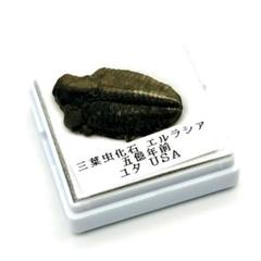 貴重骨董【三葉虫化石硯】化石約２億５１００万年最高級書道具希少珍品新品未使用です 貴重骨董【三葉虫化石硯】化石約2億5100万年最高級書道具
