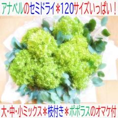 新物❣️アナベル⭕️切りたて⭕️120サイズ箱⭕️枝付き⭕️ポポラスおまけ付のサムネイル