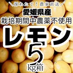 農薬不使用の国産レモン 10kg箱【夏木成りレモン！愛媛の農家直送】0716わ 農薬不使用の国産レモン 5kg箱【夏木成りレモン！愛媛の農家直送