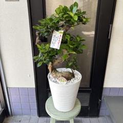 現品】ガジュマル 盆栽仕立て 昇り龍 曲がり 受け皿付き 8号鉢