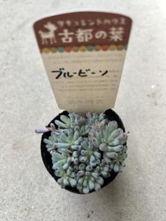 ❣️札付き 多肉植物 セダム 古都の葉さん苗★3苗セット★ ❣️札付き 多肉植物 セダム 古都の葉さん苗☆3苗セット☆