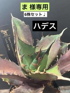2025年最新】アガベ貔貅の人気アイテム - メルカリ