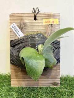 アルマダ　ビカクシダ Platycerium Moose(P.hillii × P.alcicorne) ビカクシダ