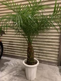 サンセベリア 観葉植物 ハイドロカルチャー 運気up 金運 幸運 風水 メルカリ