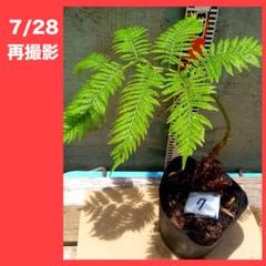 2025年最新】ヒカゲヘゴ?の人気アイテム - メルカリ