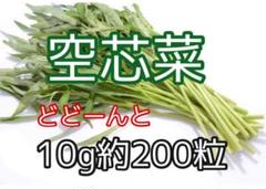 空芯菜の種たっぷり200粒