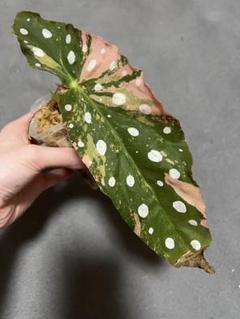 植物地獄様　マクラータ　ピンク斑入り 植物地獄様 マクラータ ピンク斑入り - メルカリ