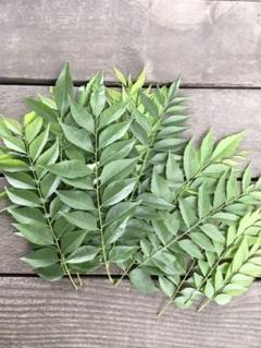 カレーリーフ 生葉 15本+ 地植え 無農薬 スパイスカレー スリランカ インド